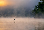 Misty lake Poster och Canvastavla