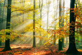 Sinfonia della Foresta Poster och Canvastavla