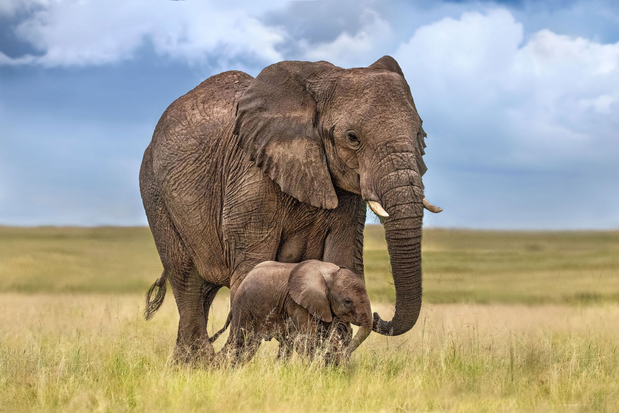 Mom elephant with her calf Poster och Canvastavla