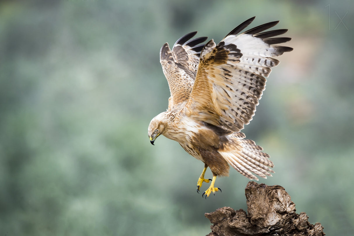 Buteo rufinus Poster och Canvastavla