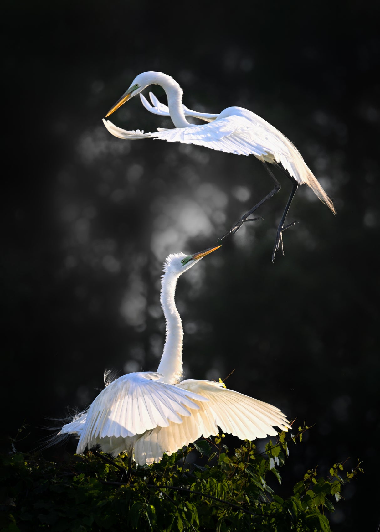 Aerial Encounter: Snow Egrets in Flight Poster och Canvastavla
