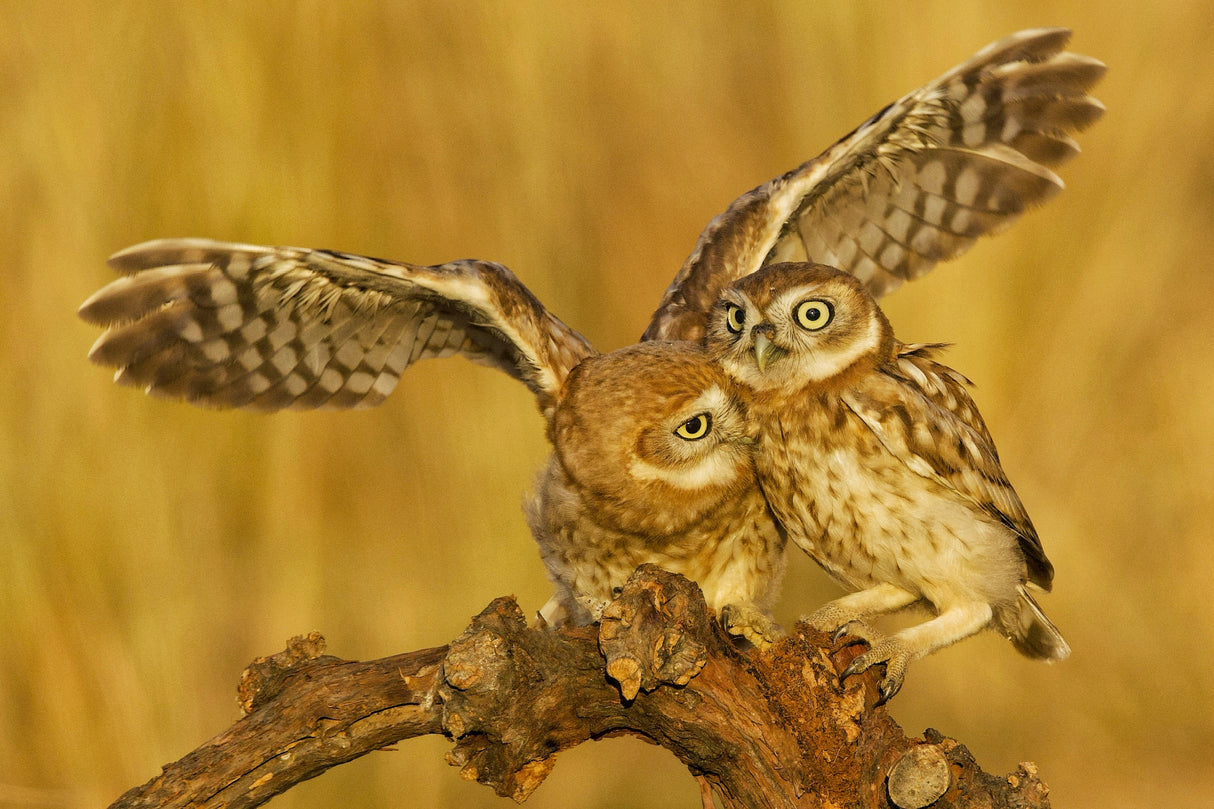 Little Owls Poster och Canvastavla