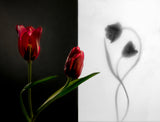 Tulip Poster och Canvastavla