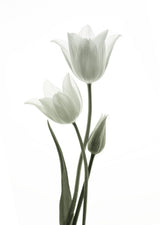 Tulips Poster och Canvastavla