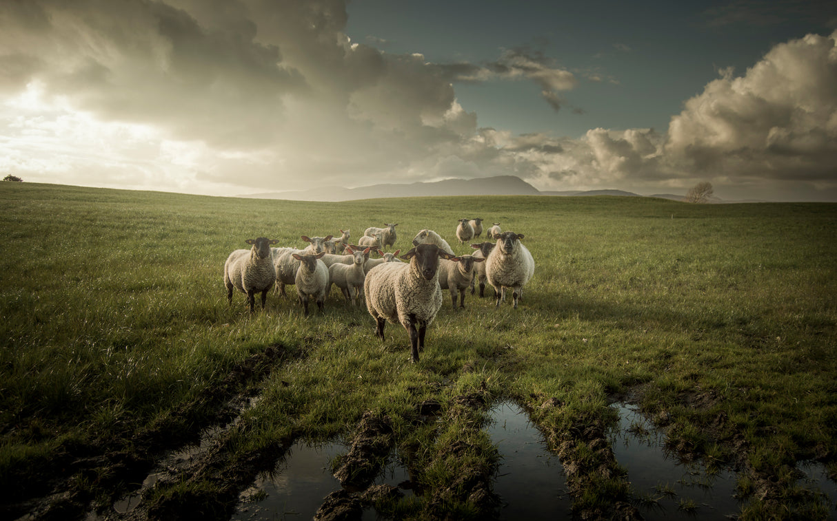 Sheep Poster och Canvastavla