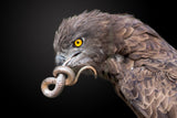 Snake Eagle Poster och Canvastavla