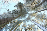 Tall Pine Trees, Snow, Golden Glow Poster och Canvastavla