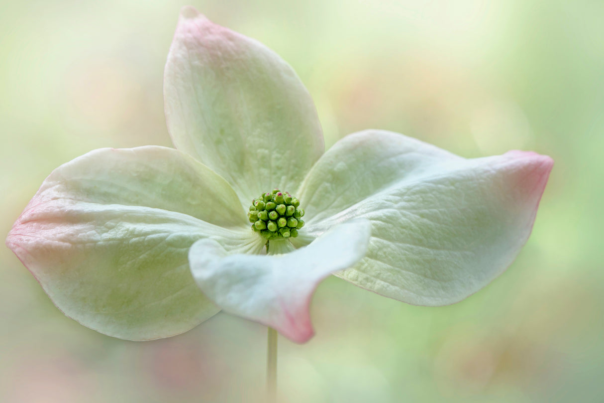 Cornus Kousa Poster och Canvastavla