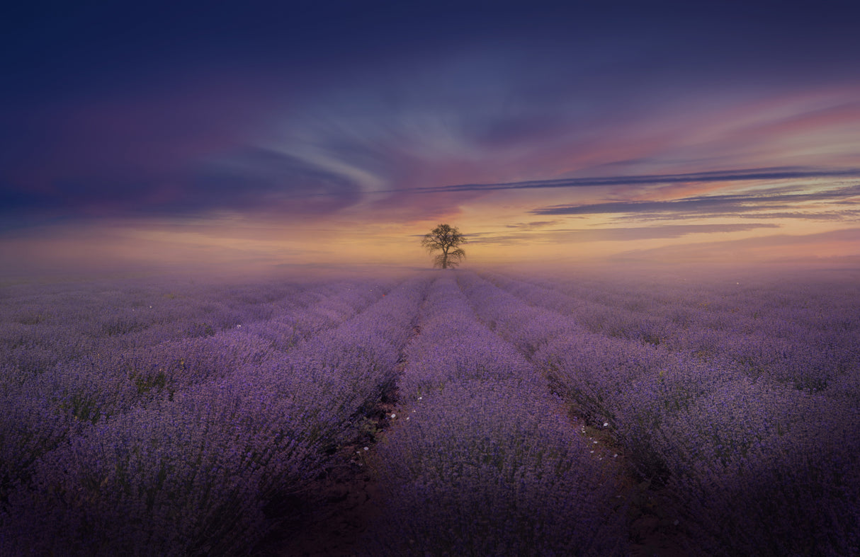Misty Lavender Field Poster och Canvastavla