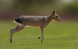 Patagonian mara Poster och Canvastavla