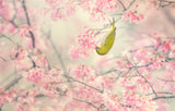 Cherry-blossom color Poster och Canvastavla