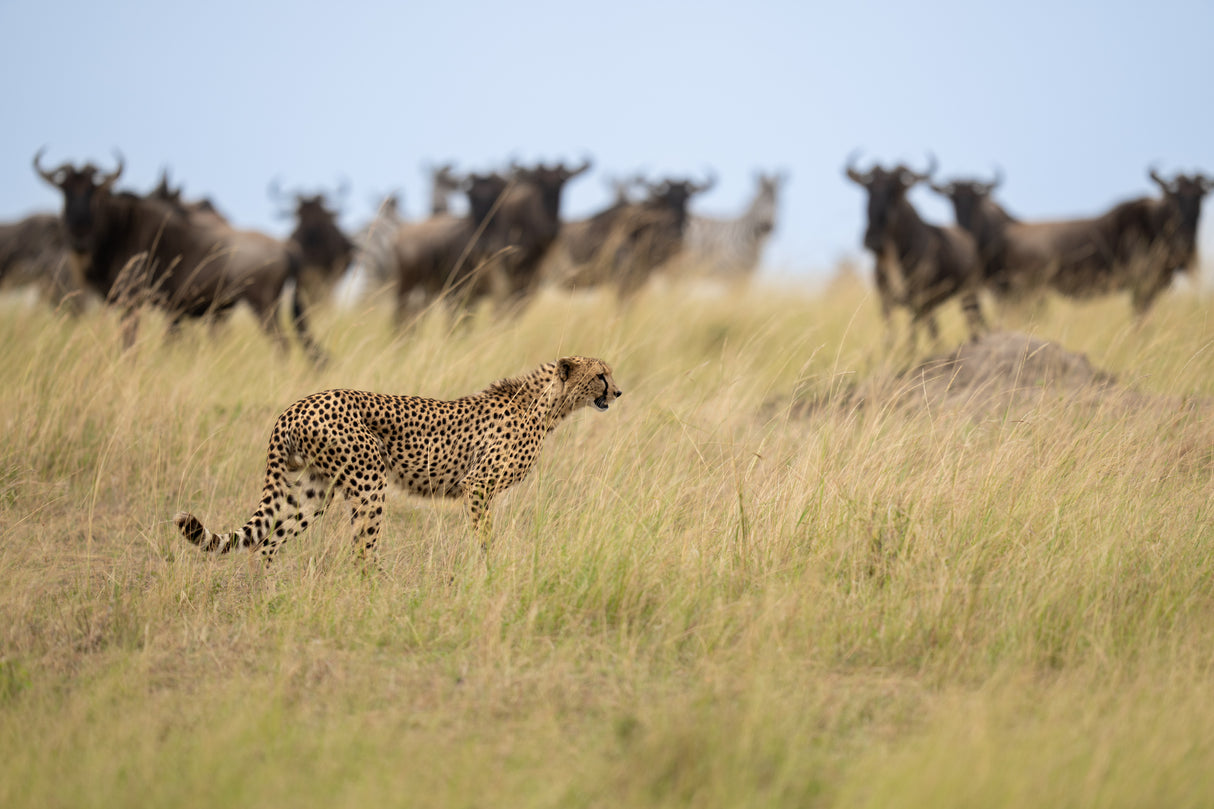 Ignoring the Wildebeest Poster och Canvastavla
