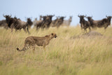 Ignoring the Wildebeest Poster och Canvastavla