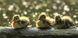 Ducklings Poster och Canvastavla