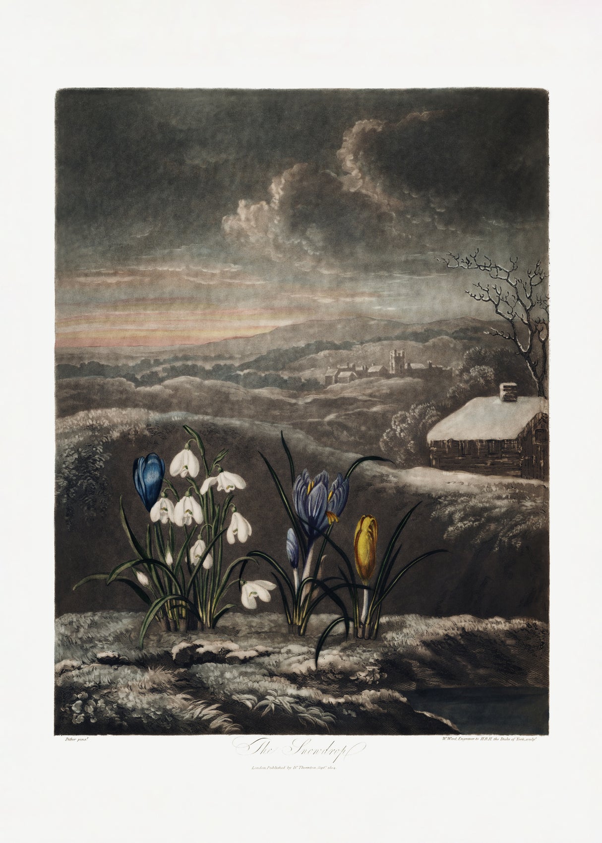The Snowdrops from The Temple of Flora (1807) Poster och Canvastavla