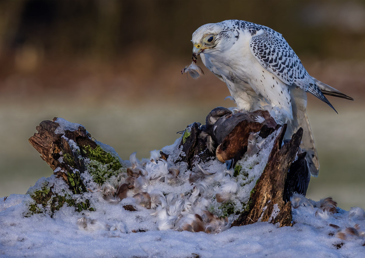 Gyr Falcon Poster och Canvastavla