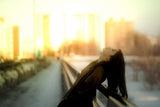 Like breathing in the cold golden air Poster och Canvastavla