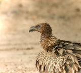 Vultures of Indian Desert Poster och Canvastavla