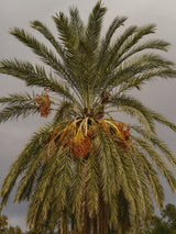 palm trees Poster och Canvastavla