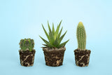 Cactus Poster och Canvastavla