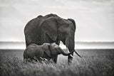 Mother elephant with her calf Poster och Canvastavla