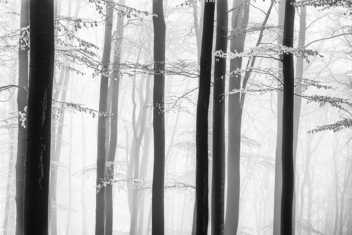Spring trees Poster och Canvastavla