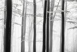 Spring trees Poster och Canvastavla