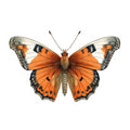 Butterfly 35 Poster och Canvastavla