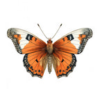 Butterfly 35 Poster och Canvastavla