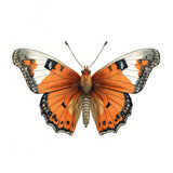 Butterfly 35 Poster och Canvastavla