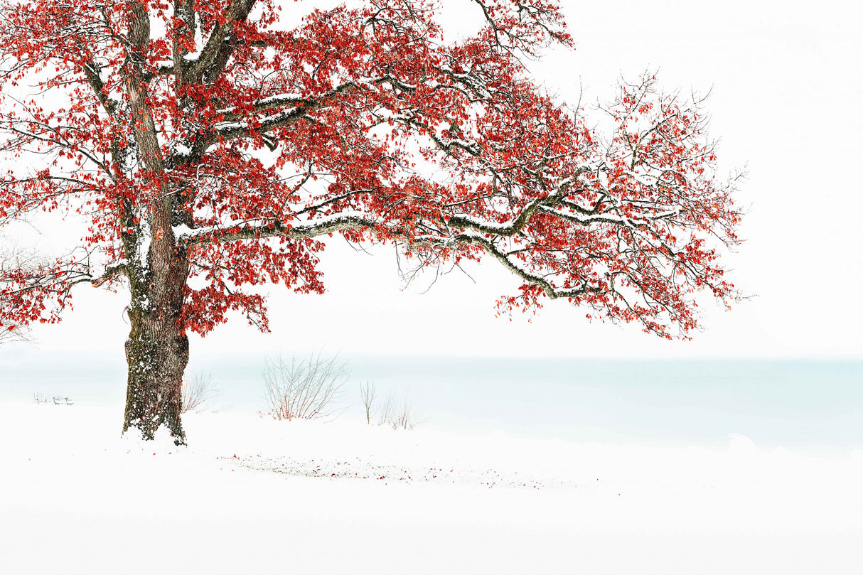 Winterdream Poster och Canvastavla