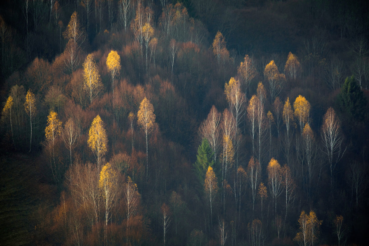 Late Autumn Poster och Canvastavla