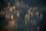 Late Autumn Poster och Canvastavla