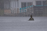 A Wet Day Poster och Canvastavla
