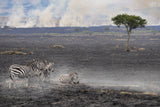 Savannah Burning Poster och Canvastavla