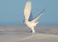 Snowy Owl Poster och Canvastavla