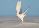 Snowy Owl Poster och Canvastavla