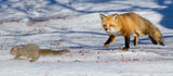 The squirrels hunter Poster och Canvastavla