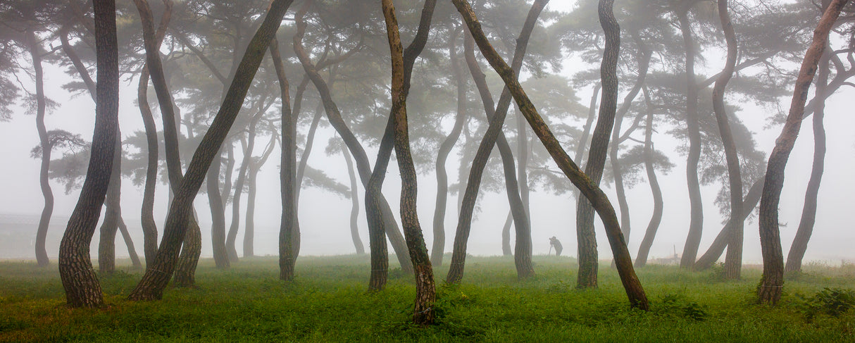 Pine Grove in Fog-4 Poster och Canvastavla
