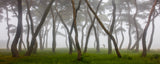 Pine Grove in Fog-4 Poster och Canvastavla