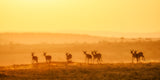 Towards Sunset Poster och Canvastavla