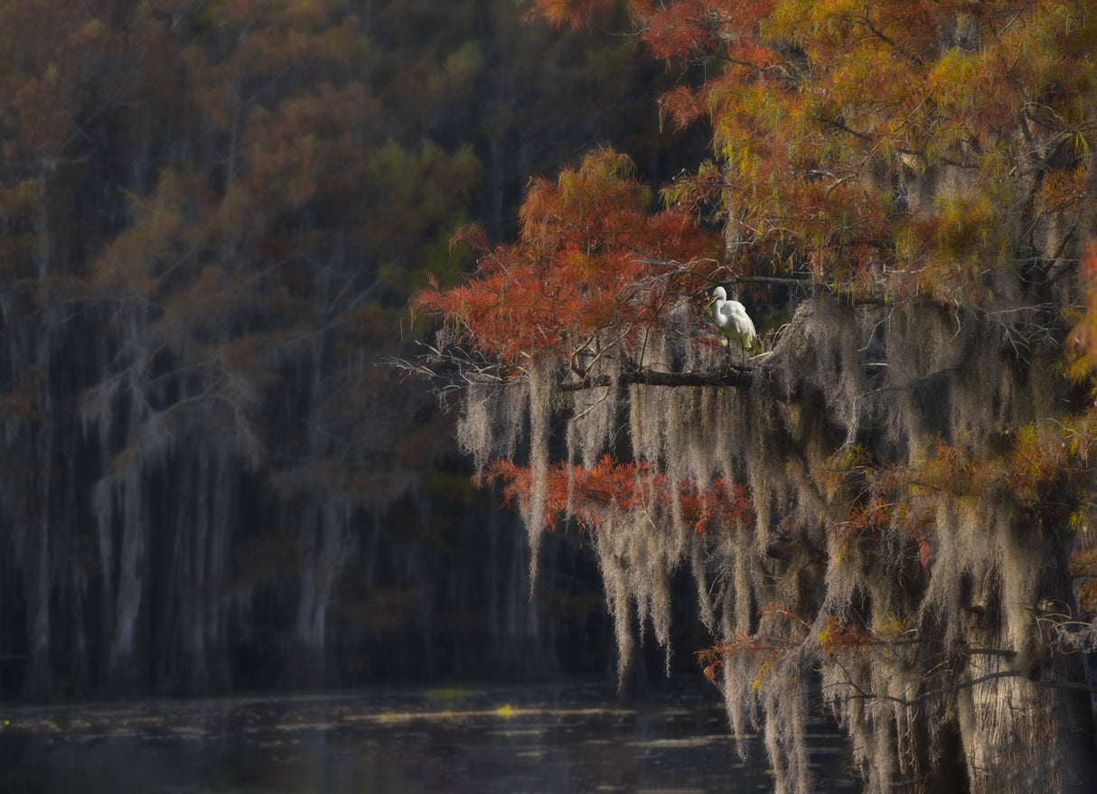 Caddo Lake and Bird Poster och Canvastavla