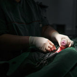 C section; a puppy is born Poster och Canvastavla
