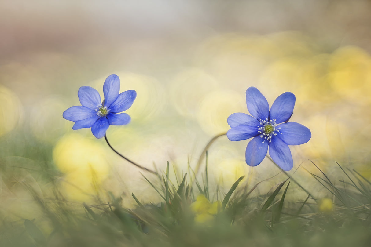 Hepatica Poster och Canvastavla