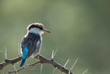 Kingfisher Poster och Canvastavla