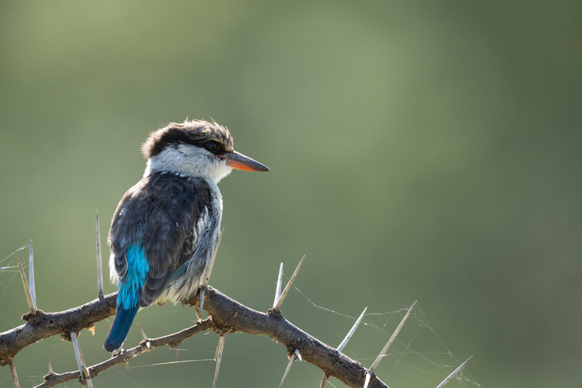 Kingfisher Poster och Canvastavla