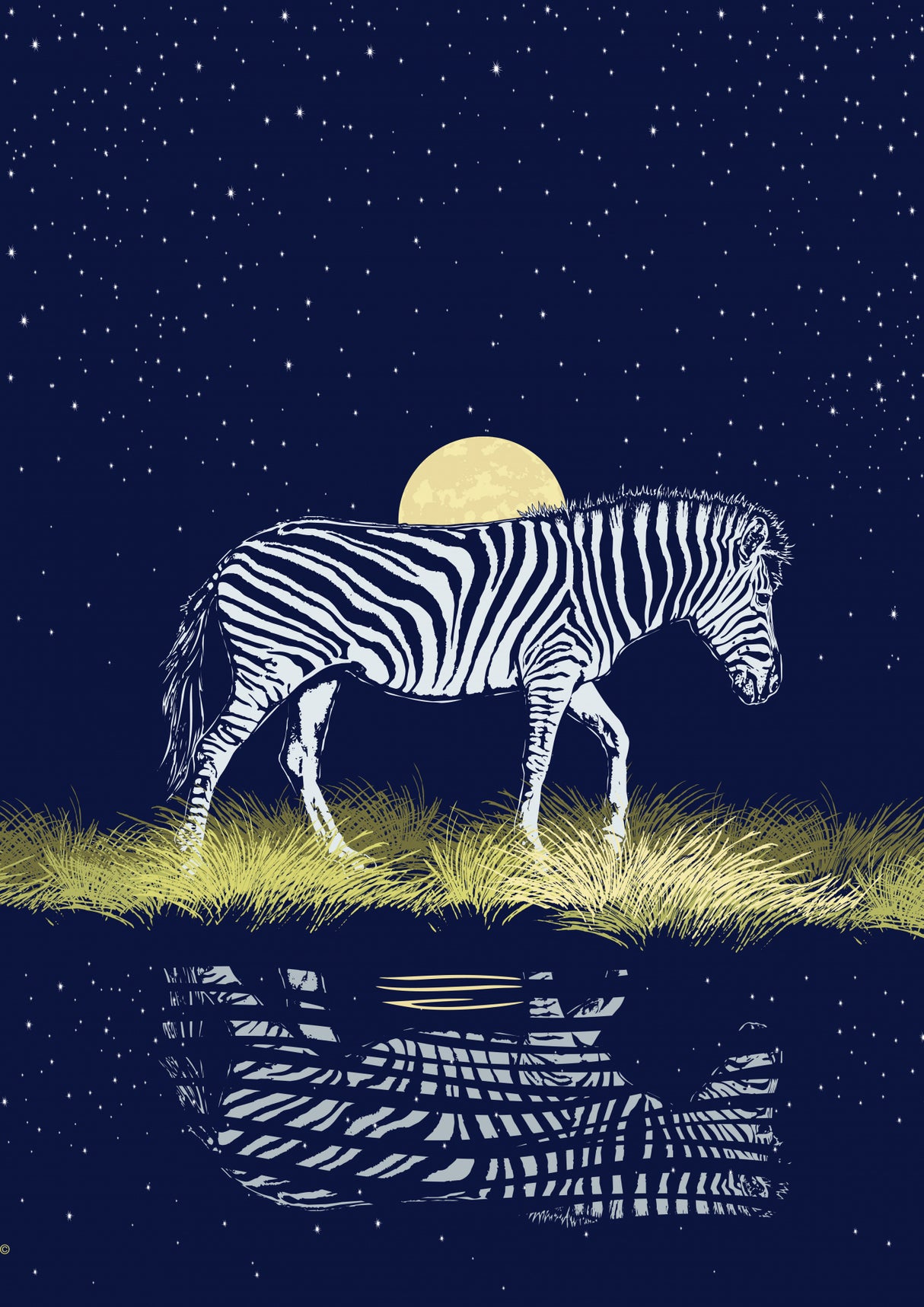 Zebra at Waterhole Moonrise Poster och Canvastavla
