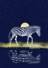 Zebra at Waterhole Moonrise Poster och Canvastavla