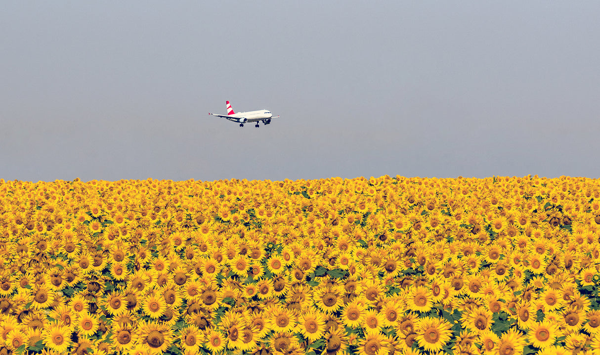sunflowers Poster och Canvastavla