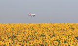 sunflowers Poster och Canvastavla